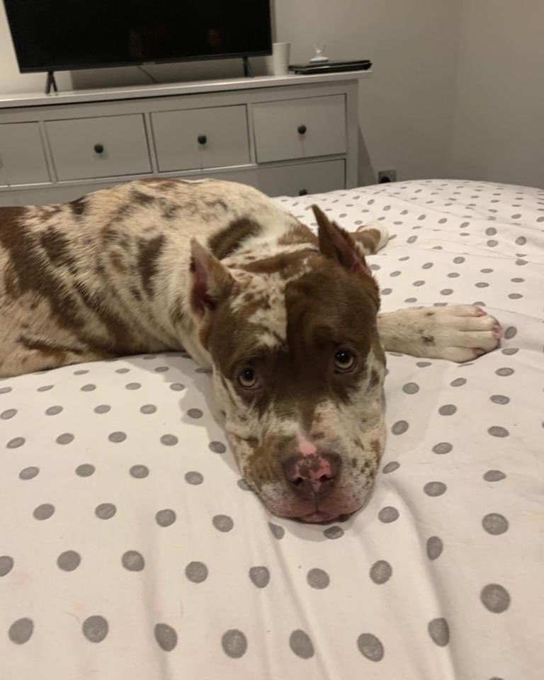 SAMPAuk_'s tweet photo. OUR 11 month old XL BULLY WAS stolen by 2 masked men wearing high vis being driven by a 4x4 #Shoeburyness #Essex QUEENIE WAS DRAGGED OUT THROUGH THE HOUSE made the poor dog poop her self. Words can’t describe how we are feeling CASH REWARD FOR ANY INFORMATION!!!@EssexPoliceUK 101 https://t.co/M7Xhm9Bk1y