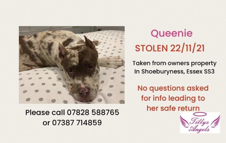 SAMPAuk_'s tweet photo. OUR 11 month old XL BULLY WAS stolen by 2 masked men wearing high vis being driven by a 4x4 #Shoeburyness #Essex QUEENIE WAS DRAGGED OUT THROUGH THE HOUSE made the poor dog poop her self. Words can’t describe how we are feeling CASH REWARD FOR ANY INFORMATION!!!@EssexPoliceUK 101 https://t.co/M7Xhm9Bk1y