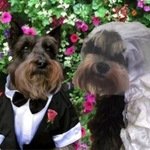 November 22, 2009, my sweet <a href="/hanseebundee/">Hans Smithson-Bundee</a> married lovely Poppy Smithson in the first-ever live Twitter anipal wedding! It was a spectacular occasion (and fundraiser for Sunny Harbour Cat &amp; Kitten Rescue) remembered by many and treasured in our hearts!