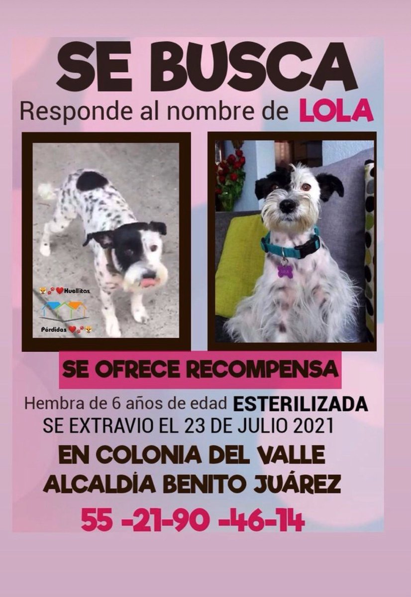 marthapauescobedo@gmail.com (@marthapauescob2) on Twitter photo 4 meses sin saber de ti … VUELVE LOLA <a href="/ChetinVeronica/">Veronica Escobedo</a> <a href="/veronicaEM1502/">Veronica Escobedo</a> <a href="/pildorin/">Adriana Niño de Rivera 🇺🇦🕊️☮️💙💛</a> <a href="/gabaleyva/">la Gaba</a> <a href="/MascotasSismo/">Mascotas Sismo</a> <a href="/_PatriciaAnaya/">Amo a los Perros</a> <a href="/antymob/">Miss Anty Mobarak</a> <a href="/Apoyo_Croqueton/">Apoyo Croquetón</a> <a href="/911Canino/">LocaCan -911Canino-</a> @CaninaAmber <a href="/MxTunita/">tunita.mx</a> <a href="/RaulRivasCarmo3/">Raul Rivas Carmona</a> <a href="/PrrosPerdidosMX/">PerrosPerdidosMx</a> <a href="/MascotasBJ_cdmx/">Mascotas BJ_ CDMX 🐶🐱</a> <a href="/MascotasBJ/">Mascotas Benito J.</a> <a href="/sebuscaCdMx/">Busca a tu mascota</a> 4 meses sin saber de ti … VUELVE LOLA <a href="/ChetinVeronica/">Veronica Escobedo</a> <a href="/veronicaEM1502/">Veronica Escobedo</a> <a href="/pildorin/">Adriana Niño de Rivera 🇺🇦🕊️☮️💙💛</a> <a href="/gabaleyva/">la Gaba</a> <a href="/MascotasSismo/">Mascotas Sismo</a> <a href="/_PatriciaAnaya/">Amo a los Perros</a> <a href="/antymob/">Miss Anty Mobarak</a> <a href="/Apoyo_Croqueton/">Apoyo Croquetón</a> <a href="/911Canino/">LocaCan -911Canino-</a> @CaninaAmber <a href="/MxTunita/">tunita.mx</a> <a href="/RaulRivasCarmo3/">Raul Rivas Carmona</a> <a href="/PrrosPerdidosMX/">PerrosPerdidosMx</a> <a href="/MascotasBJ_cdmx/">Mascotas BJ_ CDMX 🐶🐱</a> <a href="/MascotasBJ/">Mascotas Benito J.</a> <a href="/sebuscaCdMx/">Busca a tu mascota</a>