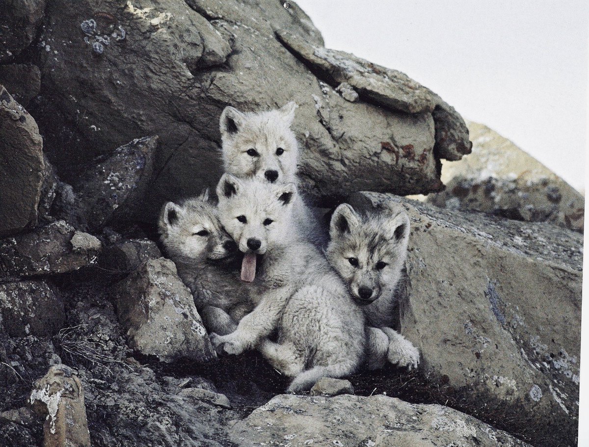 indyrailgirl's tweet photo. ⁦@POTUS⁩ #relistwolves Only a MONSTER could kill these precious angels!! Montana, Wyoming &amp; Idaho. You don’t deserve them!! https://t.co/oSSfVyZV8z