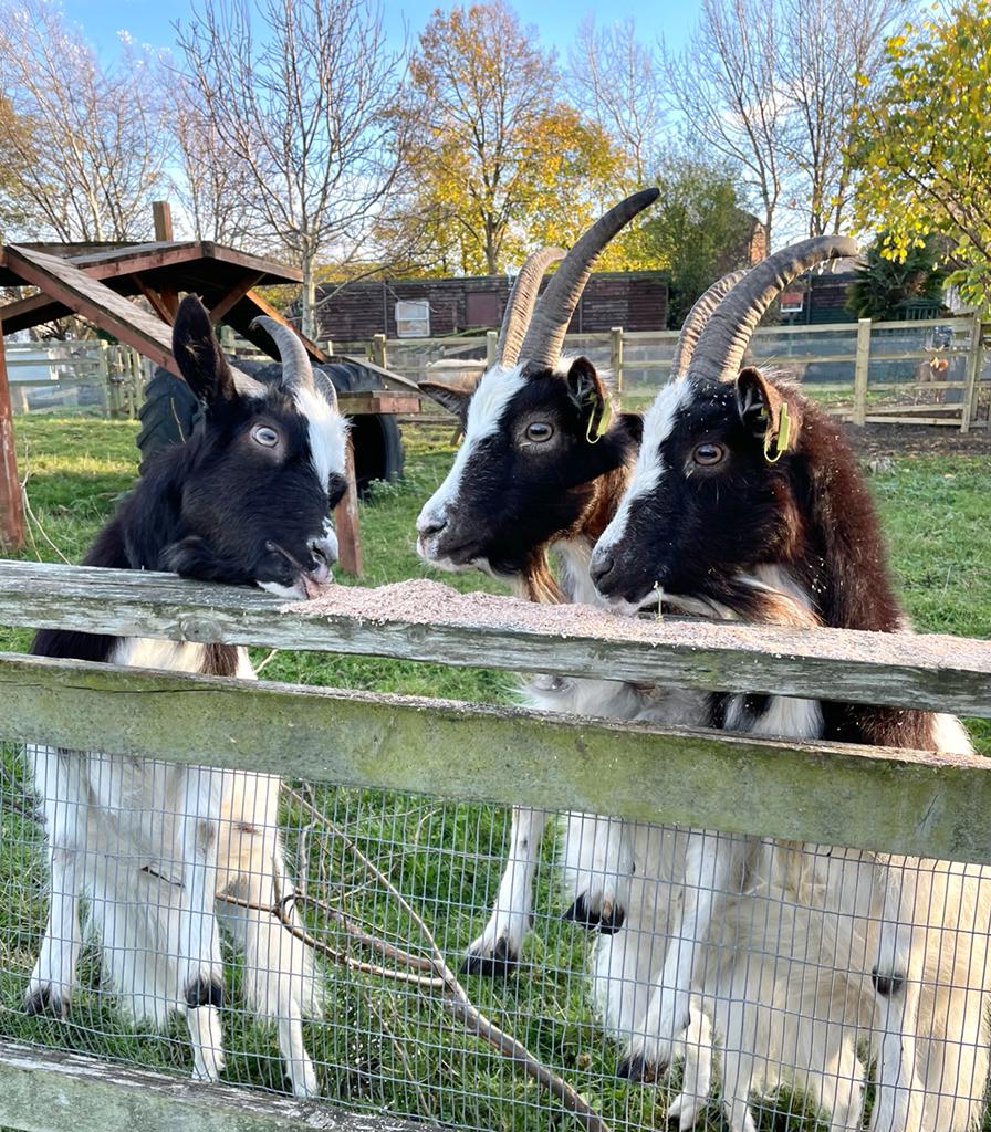 HeeleyCityFarm's tweet photo. Meet Molly and Ida! Our two new Bagot nannies have come to join our original female on loan from the RBST as part of their stock agistment scheme
@RBSTrarebreeds #rarebreeds #RBST #Bagot #Bagots #Bagotgoats #goats https://t.co/y7XLoTl927