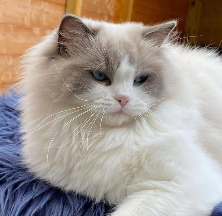 UsaPersianCatL1's tweet photo. #catecoin #CATGIRLCOIN #CatsofTwittter #CatsOfTwitter #Catcoin #CATSEASON #cat #Catboyevember2021 https://t.co/Db5Omh5b1u