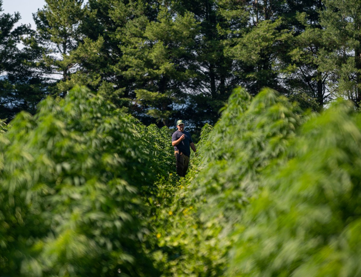 Quality is at the heart of everything we do.⁠ ⁠But what does quality really mean to us?⁠ Simplicity, integrity, and excellence at every step of our process. ⁠
⁠
We are entering the final week to share our lower prices. Share with a friend that could benefit from CBD.