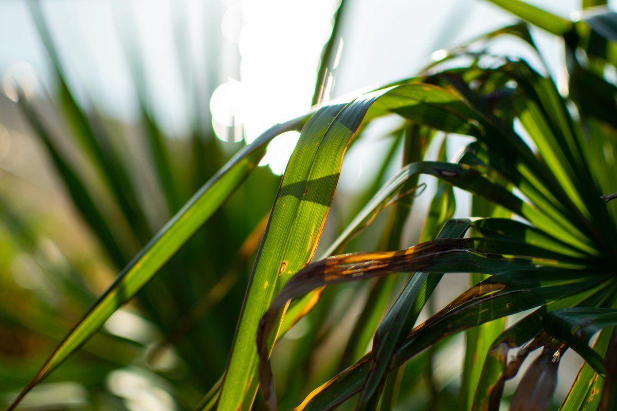 'Progression' - 📷📸
#mondayphoto #mondayphotography #mondaymorning #bokehphotography #bokeh #shallow #nature #naturephotography #naturelovers #photooftheday #Photobynikon #Serbia #srbijauslikama #staysafe #sdremthix