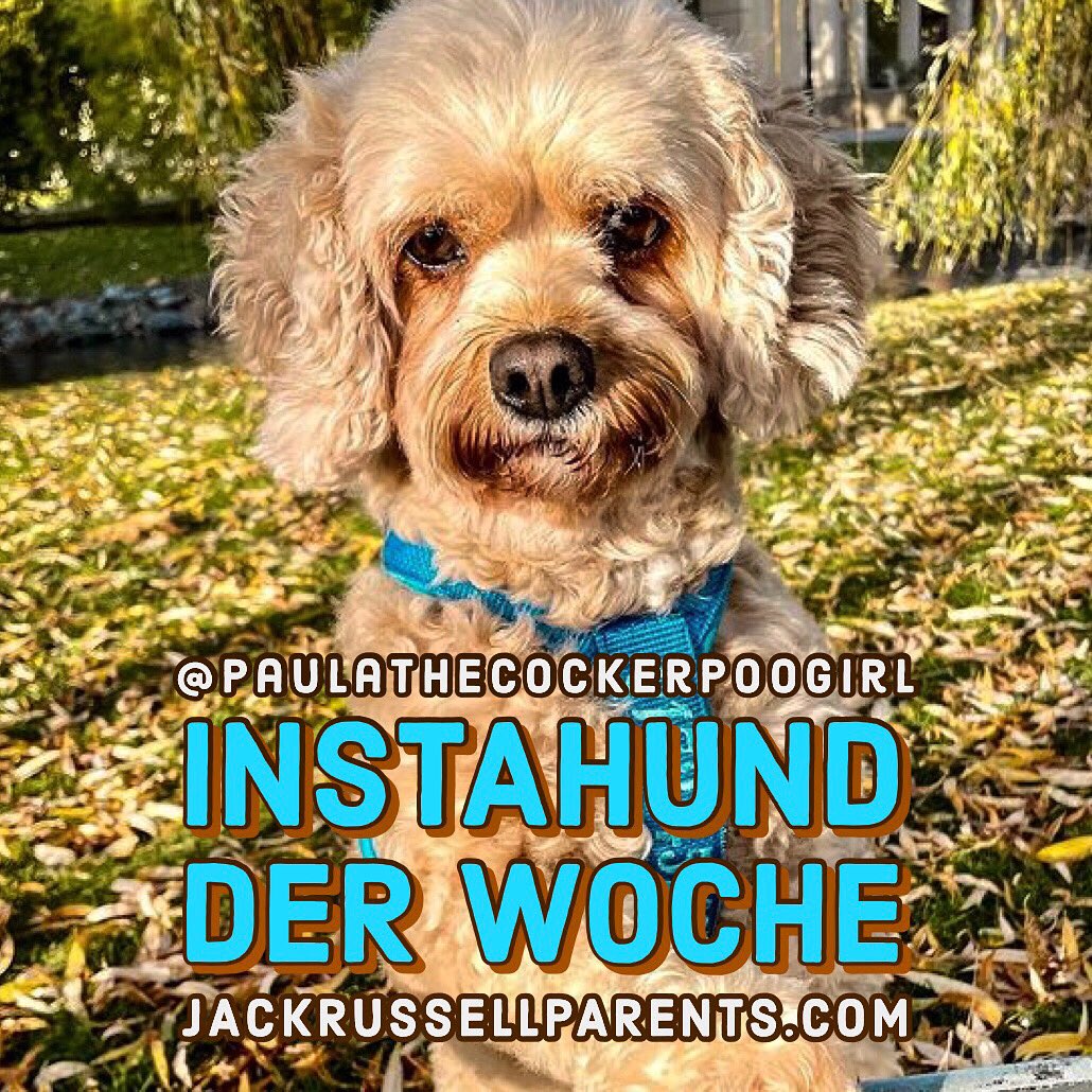 Happy #Monday Puppy Parents! Be sure to follow Paula the Cockerpoo Girl, our #instadogoftheweek! 🎧➡️Listen to her episode—jackrussellparents.com/blog/perfect-g…
.
💞FOLLOW <a href="/jrtpodcast/">Jack Russell Parents</a>  
.
#jackrussellparents #jrtpodcast #dogparent #dogparents #dogpodcast #jrt #jrtlovers #podcast #podcasting