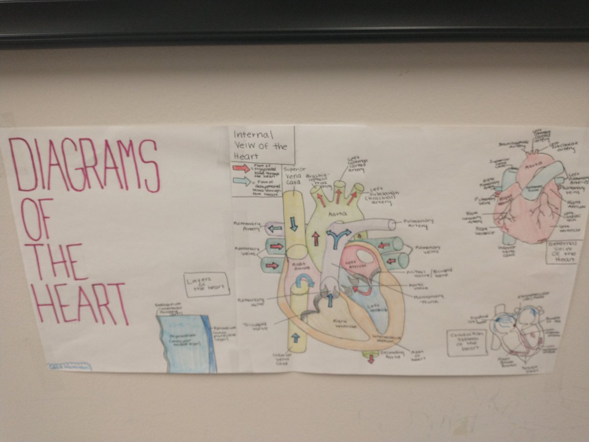 fcacad's tweet image. Medical Assistant students learn about the heart through their beautiful artwork. @HOSAfallschurch @FCPSR2 @FallsChurchHS
