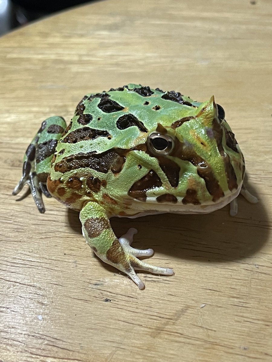 kaeruichido's tweet photo. 明日のアクアリウムバスの準備中です！
今回も色々と連れて行きます。
ブラジル、ファンタジー、ペパーミント、アフウシ、色変各種、完全未選別色変血統クランウェル大量在庫処分スーパーやけくそ超特価👍
お約束通りケロケロフードも有ります😅 https://t.co/ZzGlIy4esI