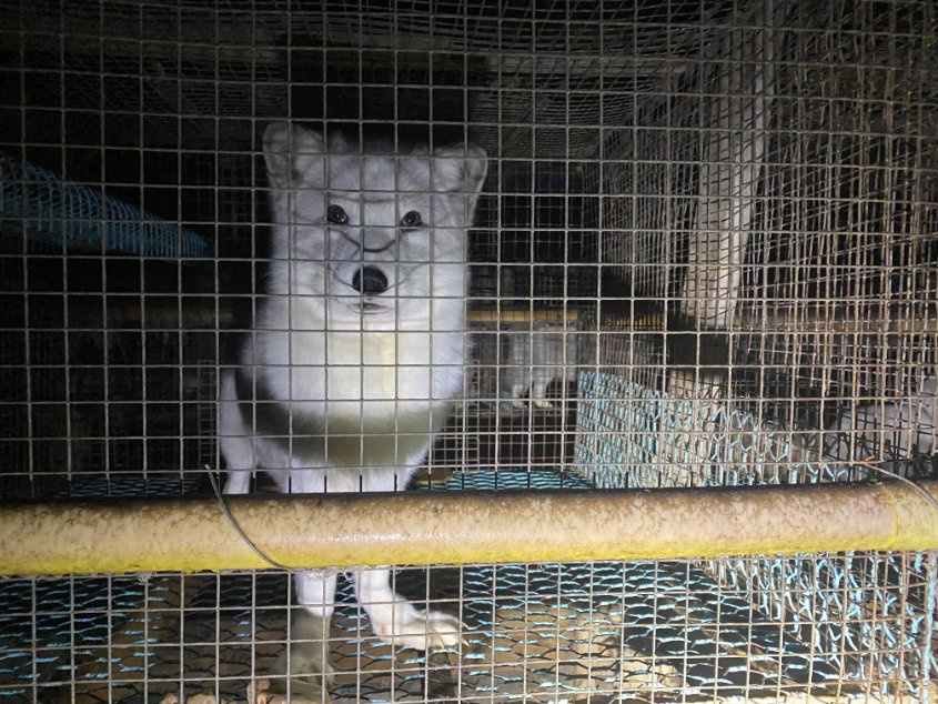 marcthevet's tweet photo. Just a few of the thousands of faces we had to leave behind on legal licensed fur farms in #Finland last month. Right now, UK still allows import &amp; sales of fur, making us 100% complicit in this horrific trade. Please help change this here: https://t.co/jB5hqU90EG #FurFreeBritain https://t.co/3nNJOufHl9