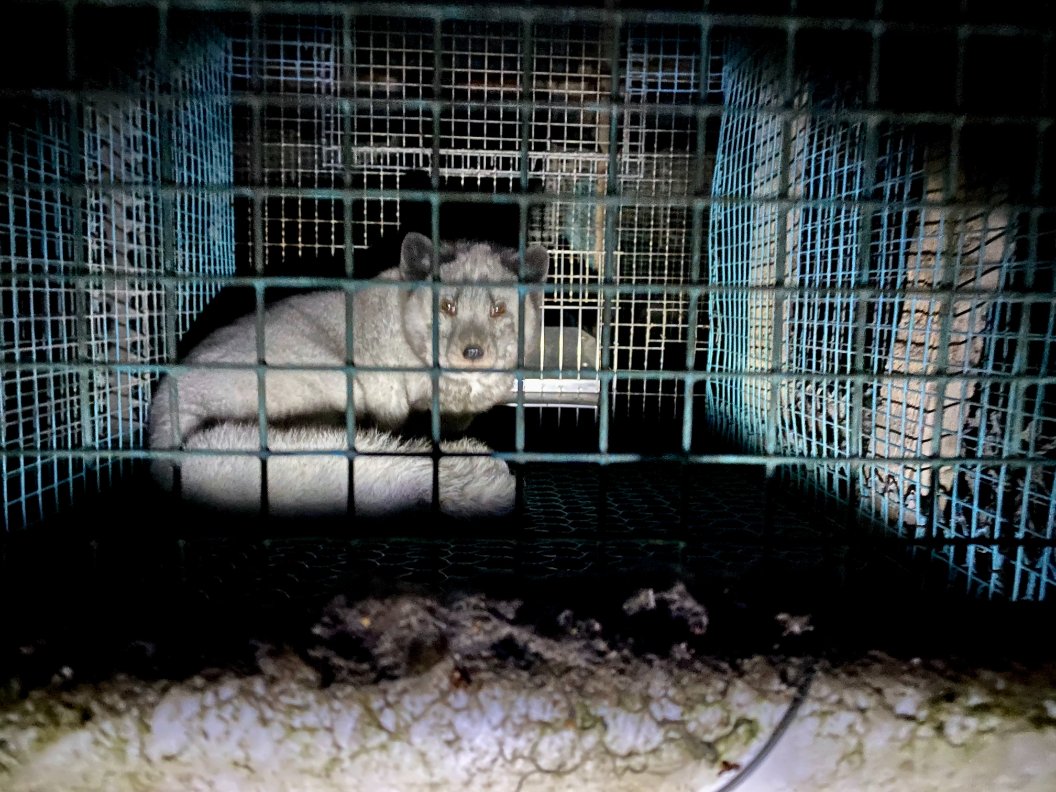 Just a few of the thousands of faces we had to leave behind on legal licensed fur farms in #Finland last month. Right now, UK still allows import &amp; sales of fur, making us 100% complicit in this horrific trade. Please help change this here: action.hsi.org/page/31830/act… #FurFreeBritain