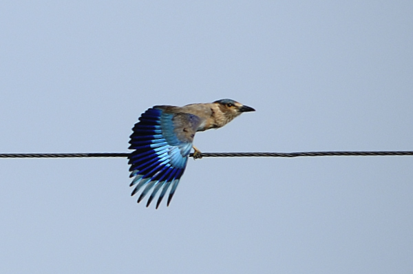 Indian Roller #IndiAves #IndianRoller #birds #neelkanth #TwitterNatureCommunity #ThePhotoHour #nature  #wildlife #birding #birdwatching #wildlifephotography #nikon  #birdtwitter