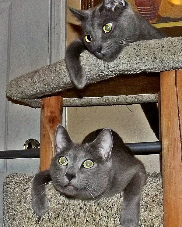 Blutospin's tweet photo. pleeze keep our mumz in yur prayerz @Mygreatredmare @irisesther54 @TeddyTedaloo @TeddysFamiwy @3coolkatz @cat01cat01cat01 @timhoyt14 @MillieOTLFP @mhmelbourne @TheCatMalice @BengalPandora @Cleo_sMommy @carolineCMCE @kenobe_wan @PicklesBottom @RhondaHendee @MuddlesDog @fluffybasil https://t.co/PbLOCX3QAi