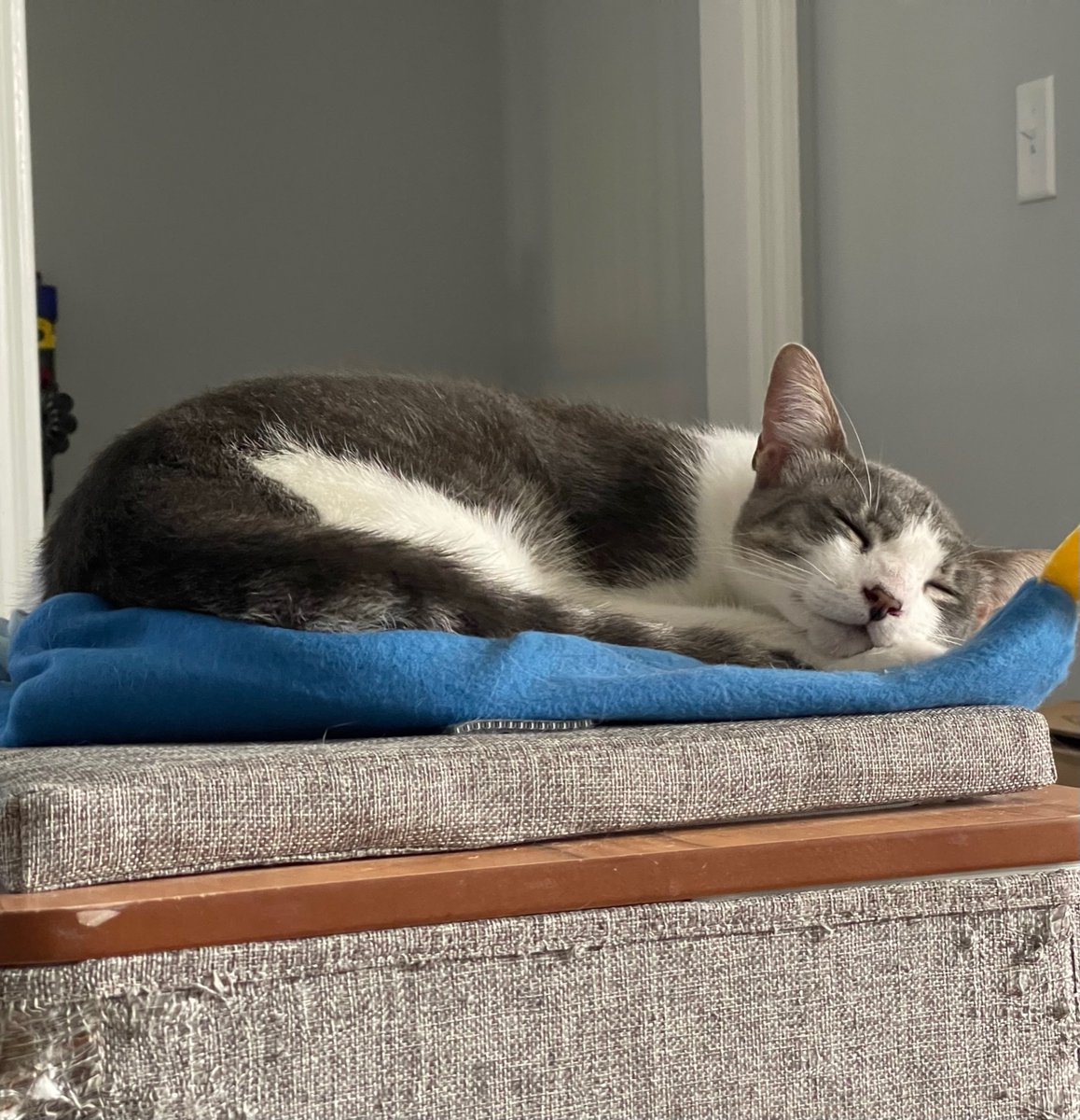 zerostake's tweet image. We lost a good one last week, our best one #YOLO