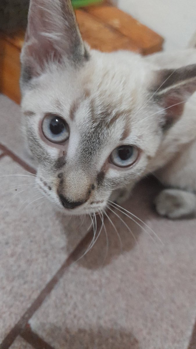 Amor gatuno