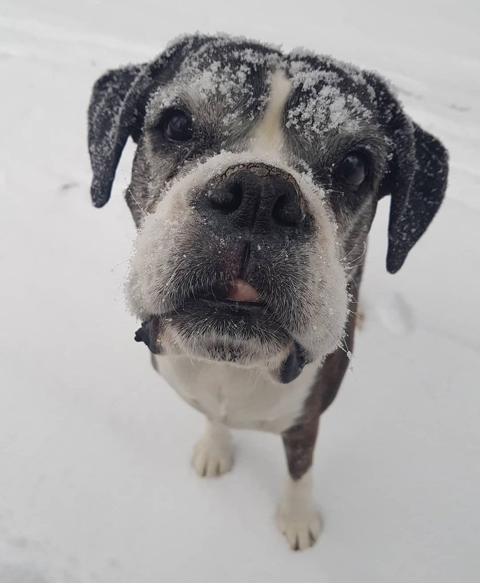 loribeveridge_'s tweet photo. Miss you every day Charlie girl 🐾🌈💞. https://t.co/VSKqeRNGvo