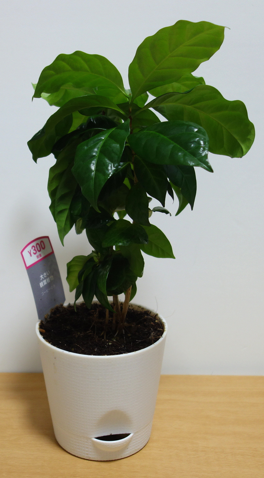 ポゥ尼崎 ｱｾﾝｼｮﾝ ﾏﾀﾞｧ っ 凵 ﾁﾝﾁﾝ コーヒーの木をよく見ると 4つ株があるので 分けて植える事に 100均ダイソー 皿付きミニプランター 2つ購入 T Co Vve4dgvjjs Twitter