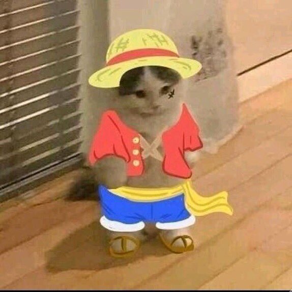 meal24_'s tweet photo. Gaes jadi kucing aja yu kalo jadi hooman nanti di selingkuhin sksksk #Nessie https://t.co/ePKxpBOzNS