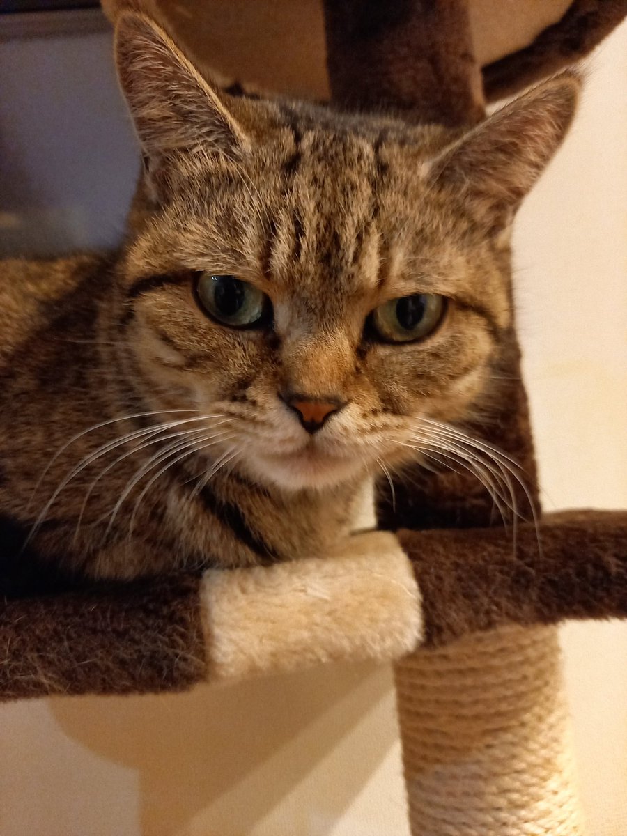 テレフォン猫⭐︎ Amazon.co.jp: 【2025新型】動物撃退器 猫よけ 猫避け 超音波