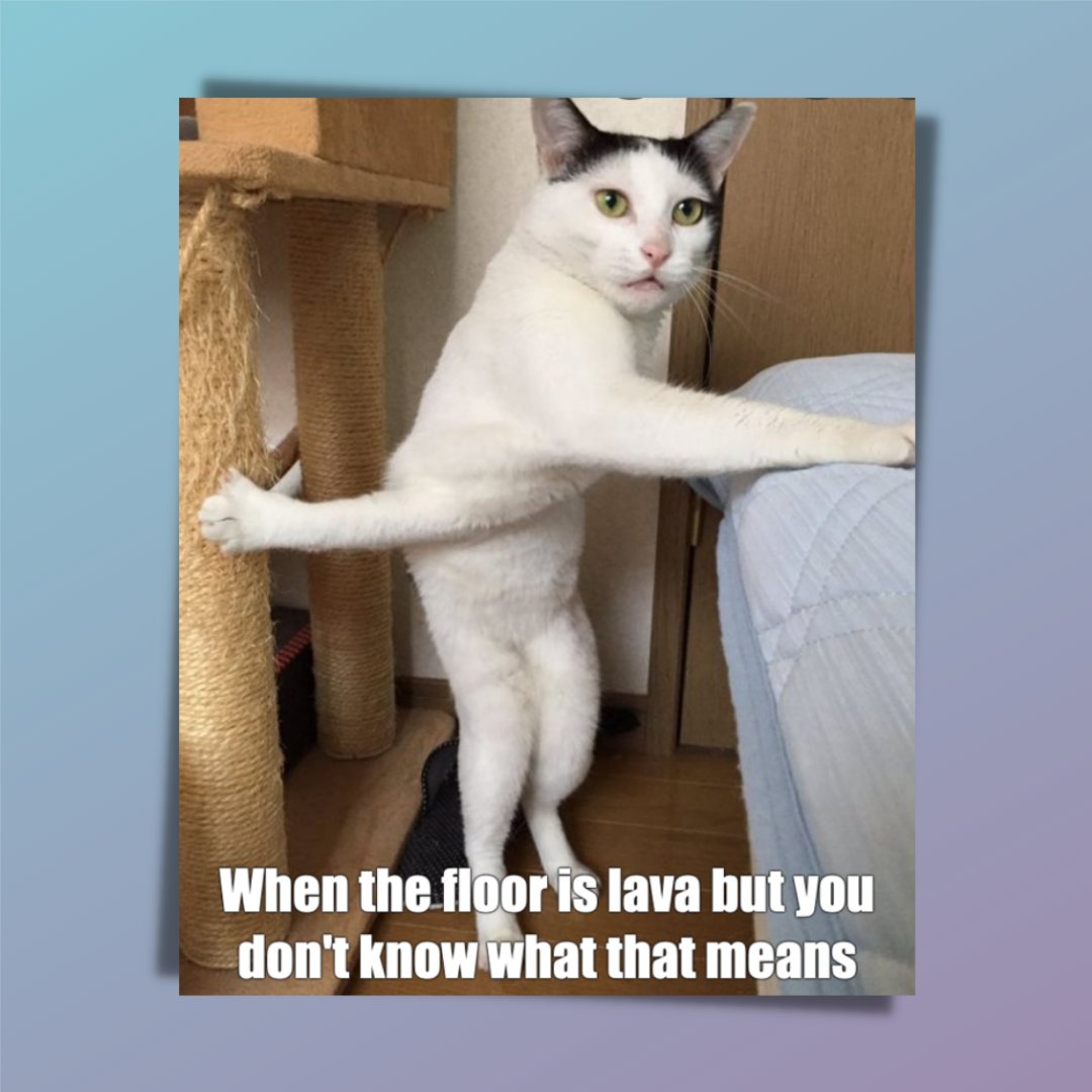 Litterly19's tweet photo. It's time for a new week of #catsagainsthumanity Wednesdays
1. or 2.? Which is your favourite? 👀🧐

#CatsOfTwitter #Aussiecats https://t.co/Izossqp6Mm