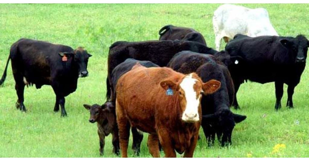 DTN Livestock Open: Mixed Trading Expected to Begin the Week rlm.ag/Cglte