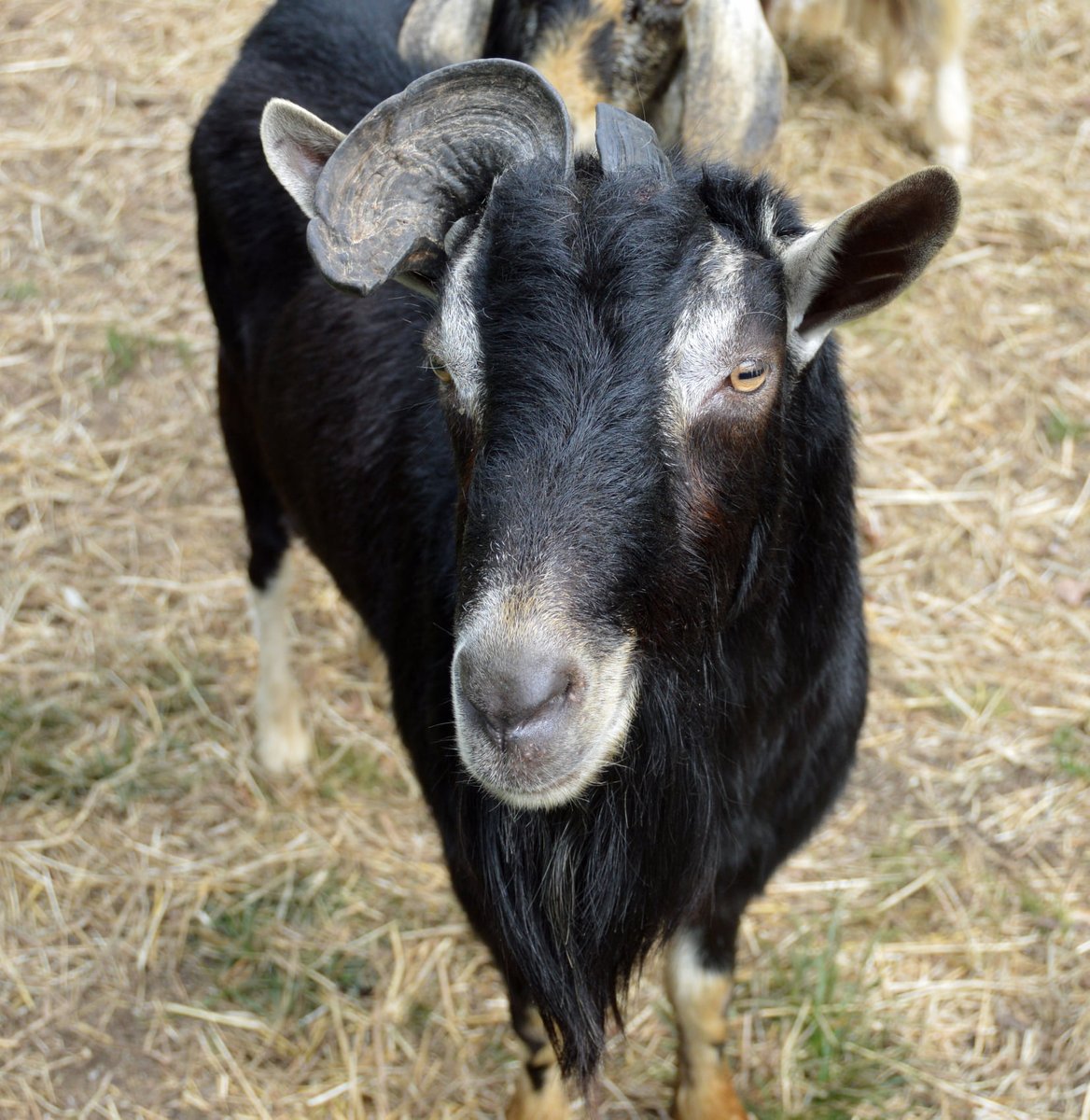 petsalive's tweet photo. This gentle sunlight is perfect for showing off my good side! Did ya get it? ~Blackbeard
Cloudy skies early, followed by partial clearing. Slight chance of a rain shower. High 46F. Winds WNW at 10 to 15 mph.
#WeatherGoat #Wether #GoatPun #AdoptMe #Adopt
https://t.co/RjkX822TvD https://t.co/VPGtLTdM7Z