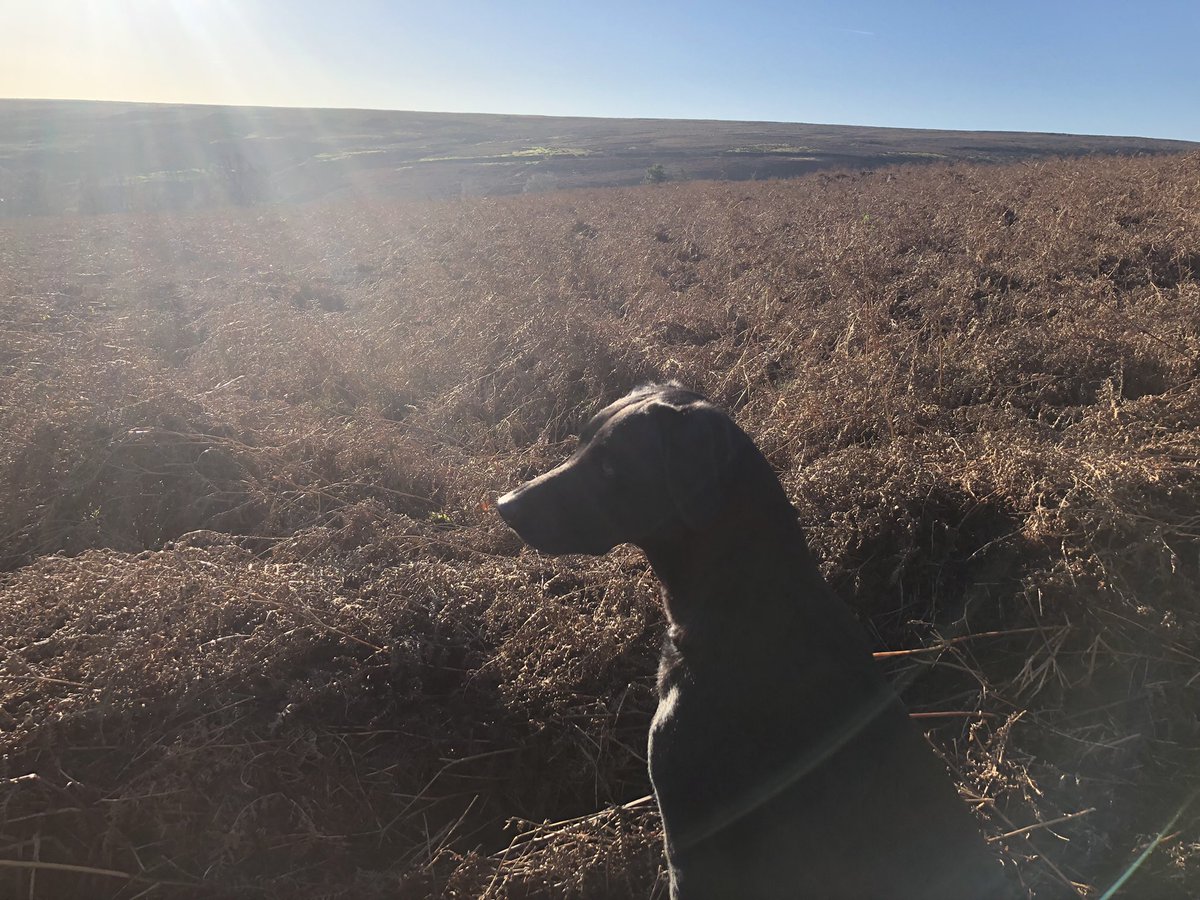 1986rossco's tweet photo. Out on the moor! Does it get any better? https://t.co/vz5TXhcboJ