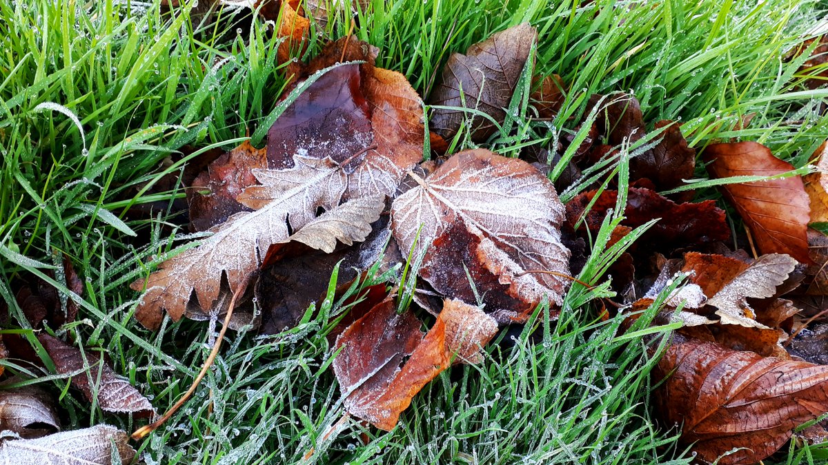 #Frost still lingering on the #Autumn leaves this lunchtime 😊❄🍂<a href="/StormHour/">#StormHour</a> <a href="/ThePhotoHour/">#ThePhotoHour</a> <a href="/metoffice/">Met Office</a> @JonMitchellITV #loveukweather #Meltham #chilly #Mondayvibes