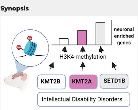 Our brain has 6 different H3K4 Methytransferases, all linked to cognitive diseases. SETD1B is unique. Thanks to all authors and especially Alexandra for this challenging PhD work while managing two kids and a pandemic.
embopress.org/doi/full/10.15…