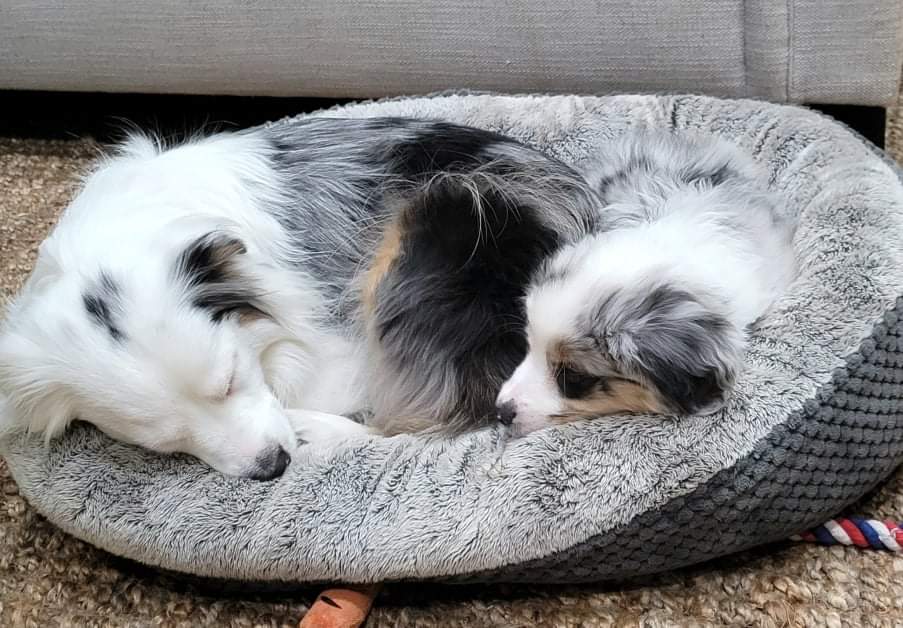 Murphy shared his bed with me. He's my bestest friend. We played for an hour straight and we were so tired! 🐶 ❤️ 🐶