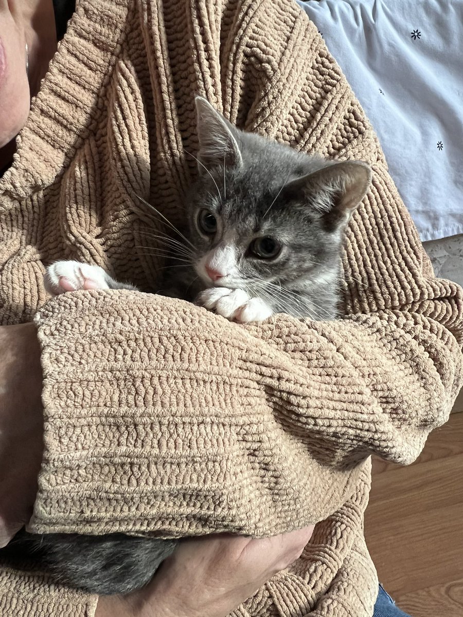 sugarbrinas's tweet photo. Adopted this little baby yesterday 🥺 Everyone meet Olive!!! 🤍 https://t.co/Gn7T42mxtS