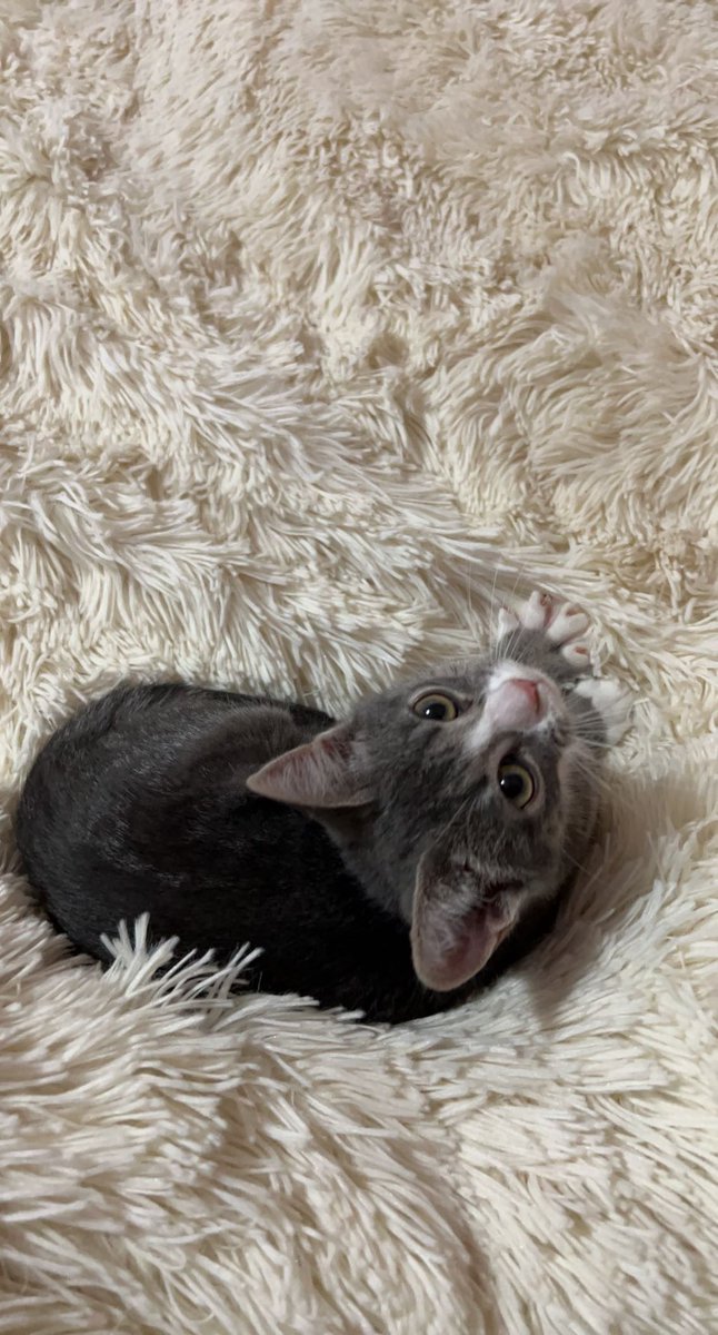 sugarbrinas's tweet photo. Adopted this little baby yesterday 🥺 Everyone meet Olive!!! 🤍 https://t.co/Gn7T42mxtS