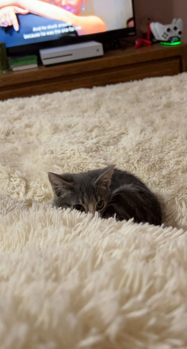 sugarbrinas's tweet photo. Adopted this little baby yesterday 🥺 Everyone meet Olive!!! 🤍 https://t.co/Gn7T42mxtS