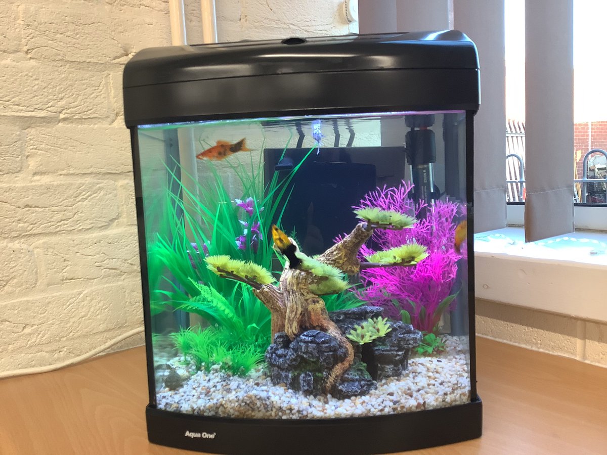 TheRichmondPri's tweet photo. Thank you #Aquadesign @BettasAqua and #RTAutos @RTAutos for this wonderful addition, to our Emotional Learning Support Area. #ELSA This creates a sense of calm within the room and will be a focus for pupils. ThankYou #Donations #Kindness https://t.co/7063GJTJBT