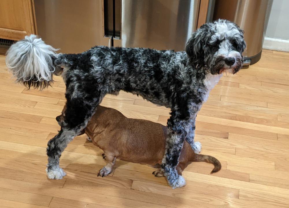 KeithOlbermann's tweet image. NYC AREA MISSING DOG ALERT: Presley is lost in Jersey City near 2nd and Manila. If you’ve seen or found him please go here lostmydoggie.com/details.cfm?pe… and/or phone 877-818-0060 and PLEASE RT PRESLEY!