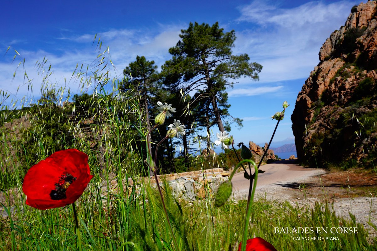 BaladesenCorse's tweet photo. Perdu dans les #calanche #Piana
Téléchargez notre application pour voyager en #Corse
https://t.co/bFKUGcogyt
Rejoindre notre app ; ☎ 06 31 82 48 51 https://t.co/Sw5nfLp5Mg