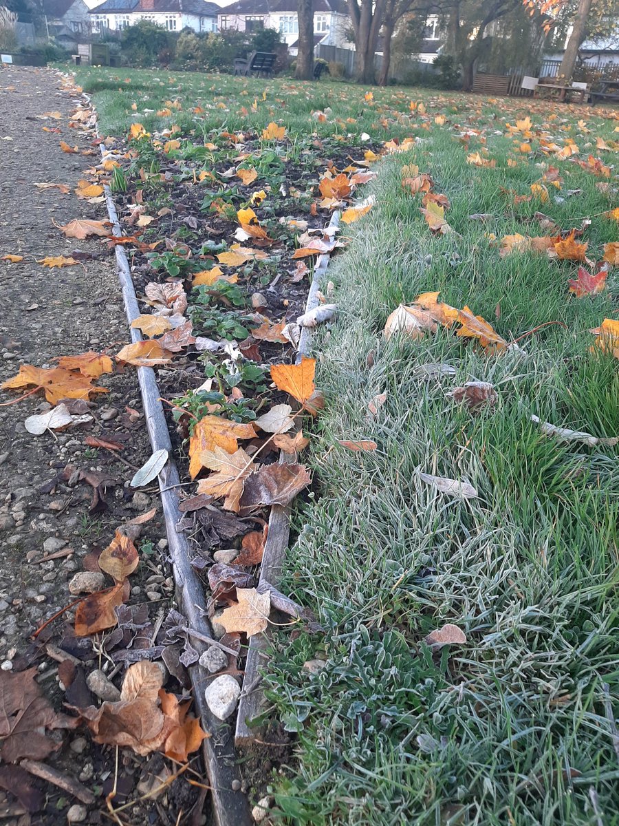 FiltonFerver's tweet image. First #frost has arrived in Filton. Plants in the Concorde beds surviving under the falling leaves and looking forward to a floral lift off in the spring at #FiltonCommunityGarden