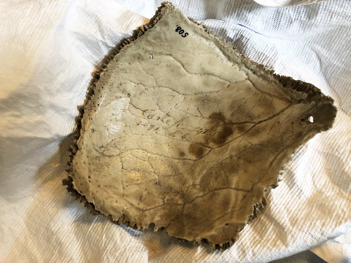 Är detta verkligen en bit av den franske filosofen René Descartes kranium? Ja – allt mer pekar på detta. Hör museichef Per Karsten berätta om de nya upptäckter som alla tyder på att det verkligen är äkta – trots att det länge utpekats som ett falsarium.
historiskamuseet.lu.se/artikel/hur-en…