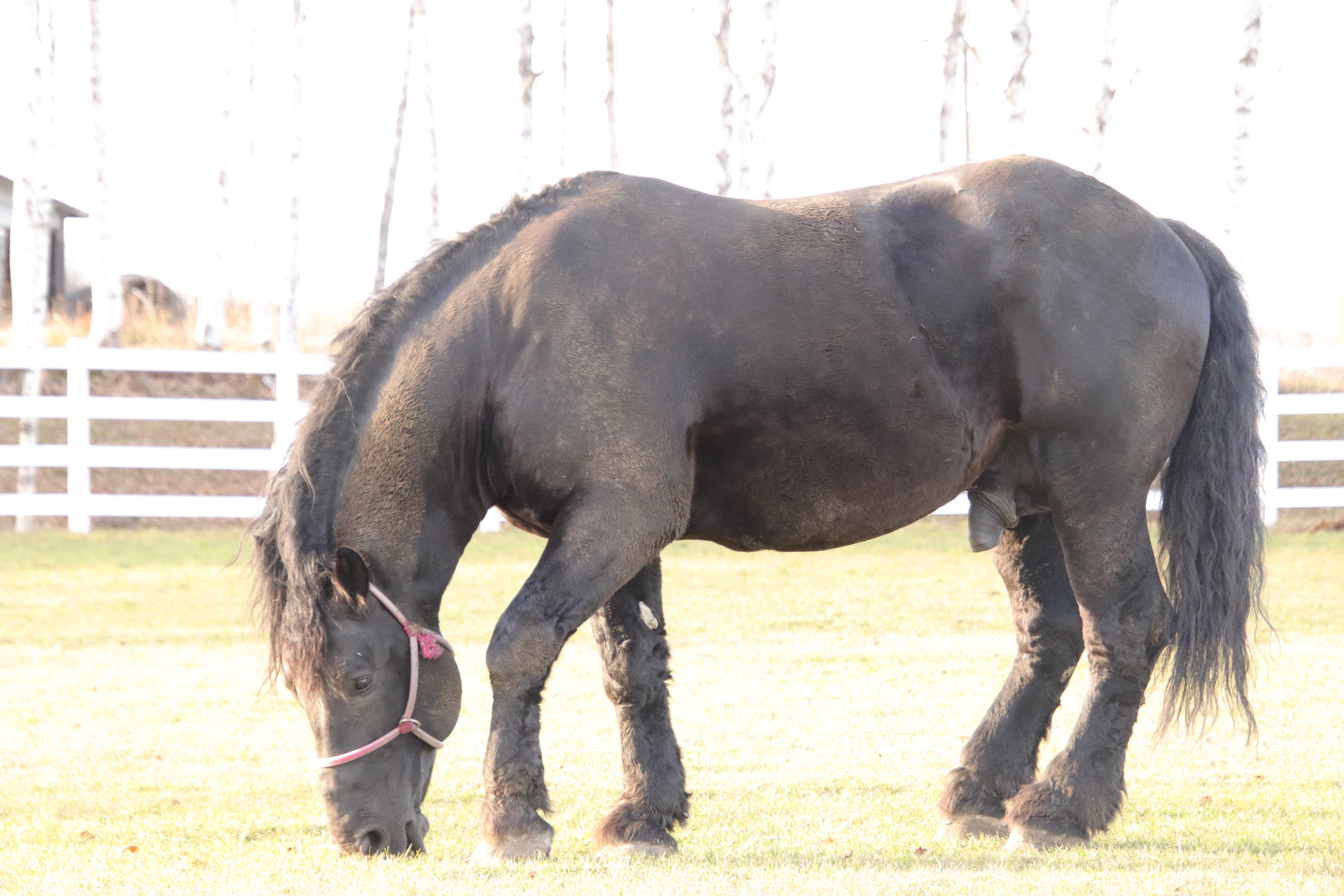 ユルークうーま ラオウが乗ってる馬かと思った ラオウの愛馬黒王号にそっくりです オレノココロ ばんえい牧場十勝 T Co Y0suebtshx Twitter