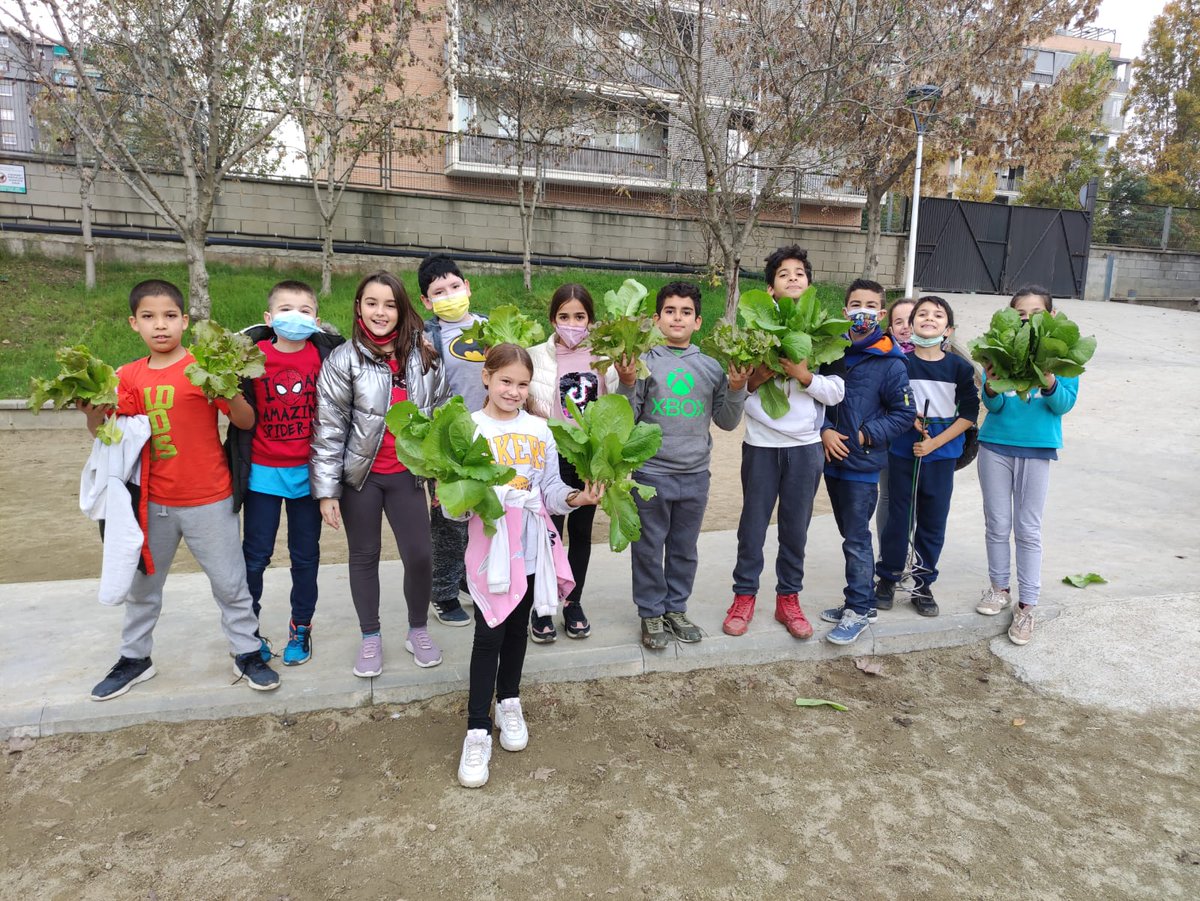 escolajoseppla's tweet photo. 1a collita del nostre #hort els #alumnes de #4t han estat els primers en collir #enciams #escola #JosepPla #JPla #escolesverdes #EEVV #somelqueplantem https://t.co/IIeEhCd0h2