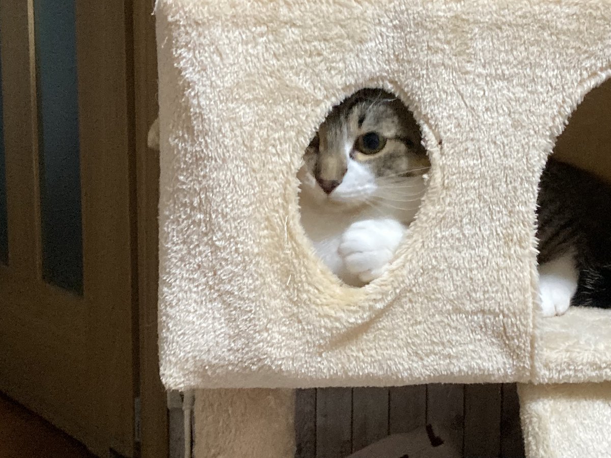 かわゆい(o'ω'o)