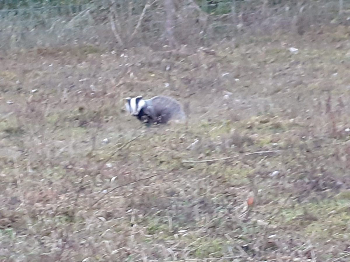 Our ranger team spend their time working for wildlife in our greenspaces which we don't often get to actually see so it was a real highlight to see this character out in daylight last week <a href="/idverdeUK/">idverde UK</a>