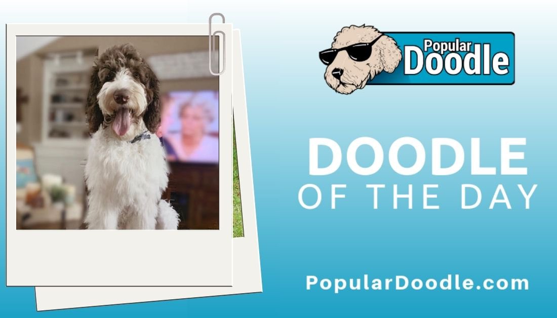 popular_doodle's tweet photo. π· itsnacho_dog (on IG)
#populardoodle #labradoodle #labradoodlelove #labradoodlelife #labradoodlepuppy #labradodlelovers #labradoodles #minilabradoodle #labradoodlepuppies #labradoodlelover #labradoodlepups #labradoodledogs #labradoodlemom #labradoodlesrock #labradoodlesrule https://t.co/JMldgRS41C