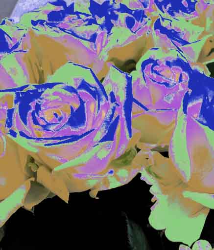 Atelier Sunto 五百四十四日目white Rose 白バラ Whiterose 花 Flowers 一日一回更新チャレンジ 二年目 加工画像 Graphic 誕生花