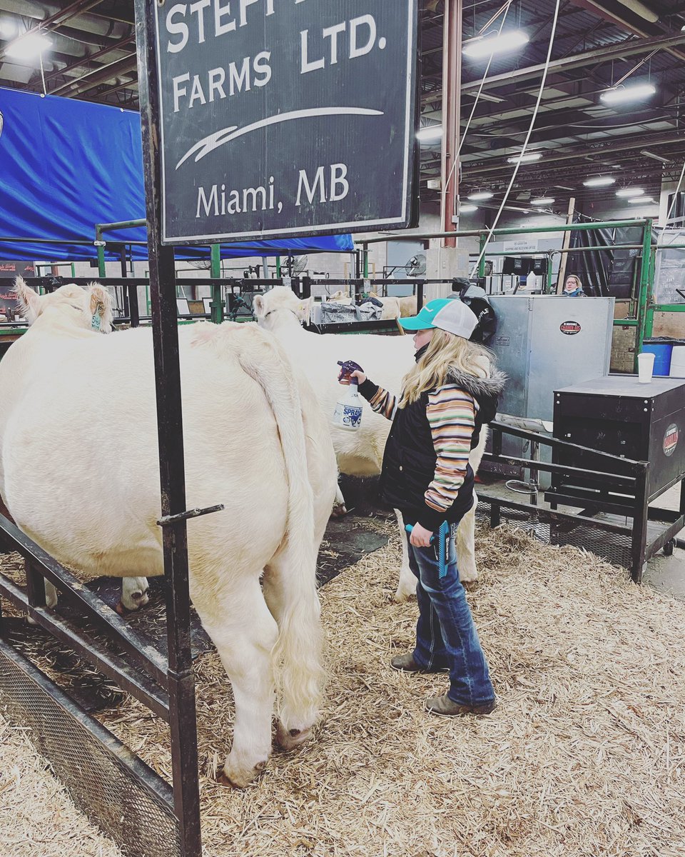 Agribition babe!!!  #charolais #backinthesaddle #goinshowin #ranching #farmlife #fartherdaughter #agmorethanever #girlwithheifers #cwa #agribition