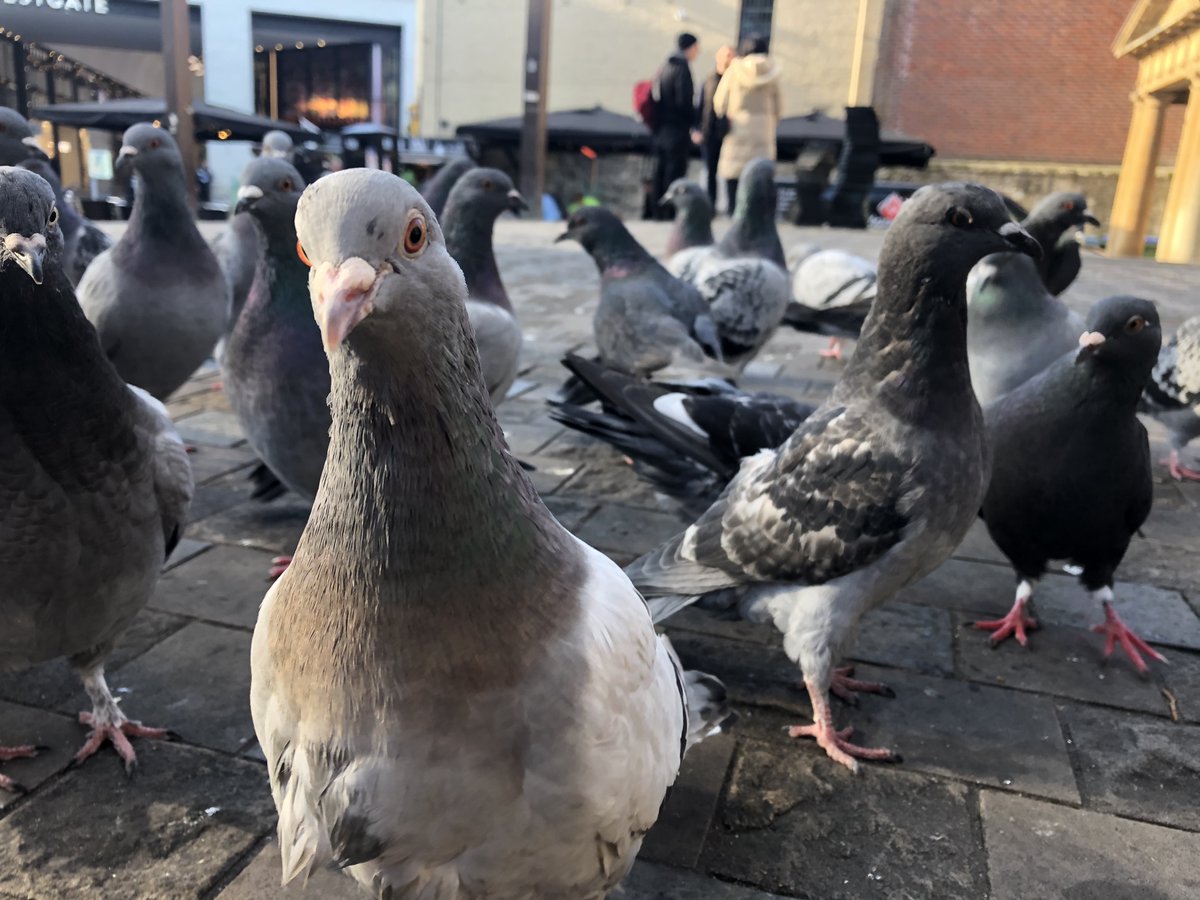 I’m running a project on #pigeons across the UK with @WJSmith97 and we need YOUR help! If you’d like to get involved (you do!), then: 1. Read this guide: docs.google.com/document/d/1Oj… 2. Take a photo of a pigeon flock 3. Complete this form: formfaca.de/sm/wsFx24YYP