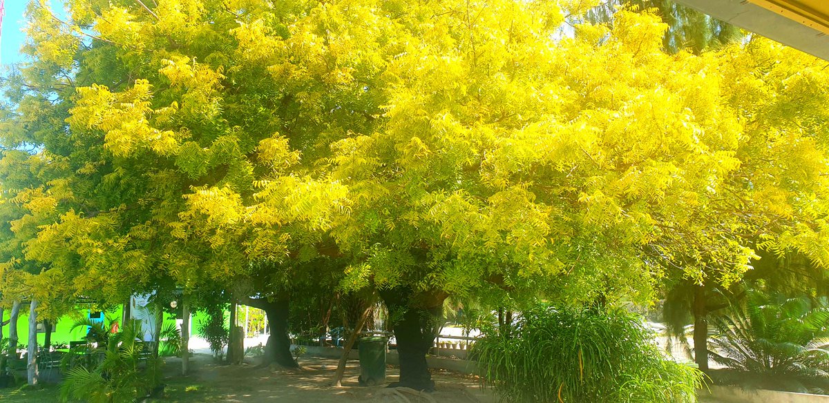 aisee68's tweet photo. Beautiful foliage at #MaafaruIsland outlined by Neem Trees, with different traditional uses. Neem is known for its pesticidal and insecticidal properties, but many use crushed leaves and seed extracts of it in medicines. #LocalTourism #CommunityLivelihood. https://t.co/3etH1Q6Kb1