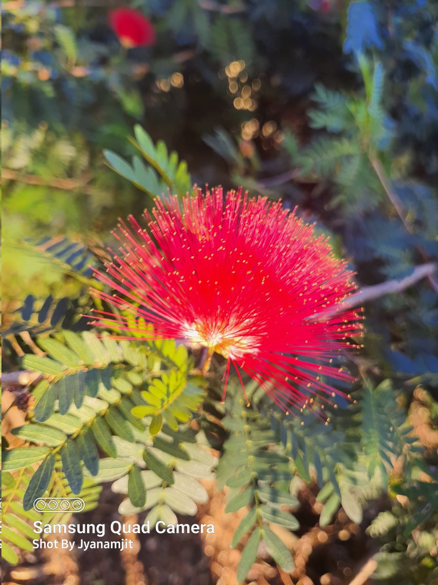 Photographer90's tweet photo. @SamsungMobile These are some pic I have taken ..with 
24mp , 64mp and ultra angle camera https://t.co/9znlMdgXpz