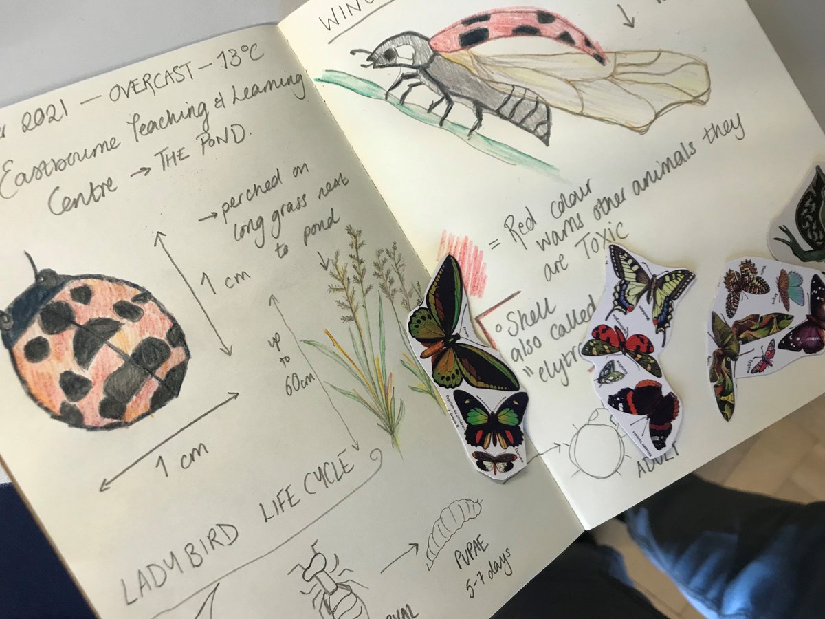 froglifers's tweet photo. Inspired by #ZoologicalCreations weekly #FieldGuideFriday, our #SussexGreenPathways group took a trip outside to start their own field guides &amp; even #collaged their #notebooks! An excellent way to take a few moments to appreciate #nature &amp; #calm the #mind. https://t.co/CJSFesCK6x