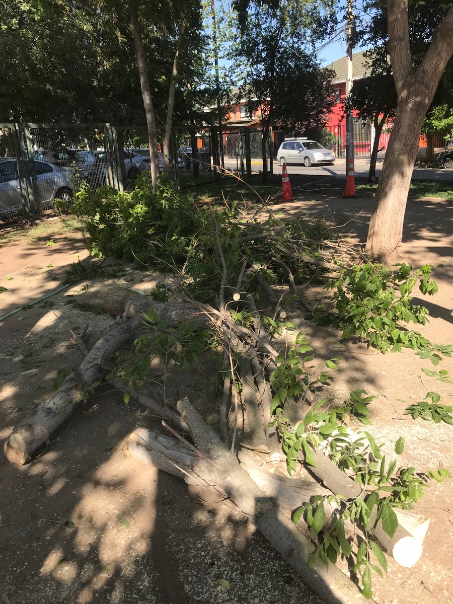 gioviluna's tweet photo. La @Muni_Maipu en su Dpto de aseo y ornato ordenó cortar 4 árboles que llevan 20 años en nuestro barrio, sin presentar orden ni estudio ambiental para esa decisión @TomasVodanovic 
Paren con eso! https://t.co/HwKbW8aLuc