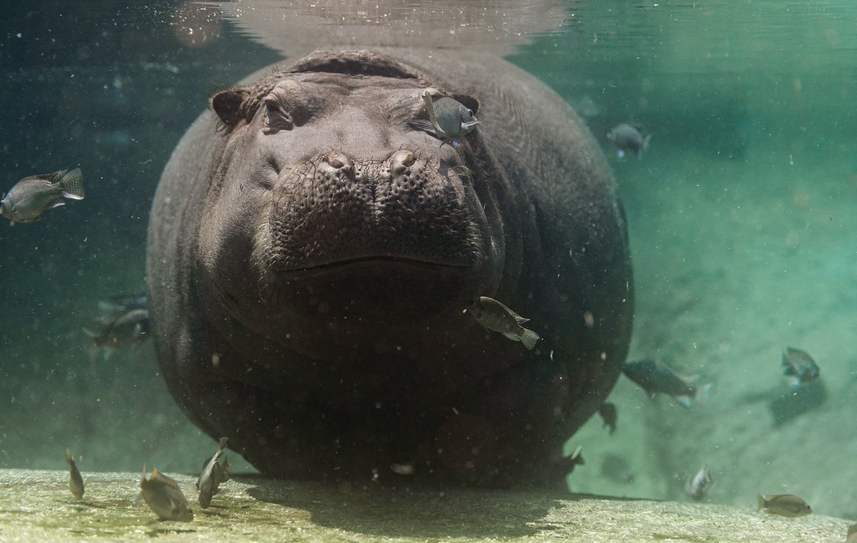 Memphis Zoo tweet media
